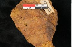 Foto (Detailansicht) von Plantae indet.  (NHMW-GEO-2024-0188-10395)